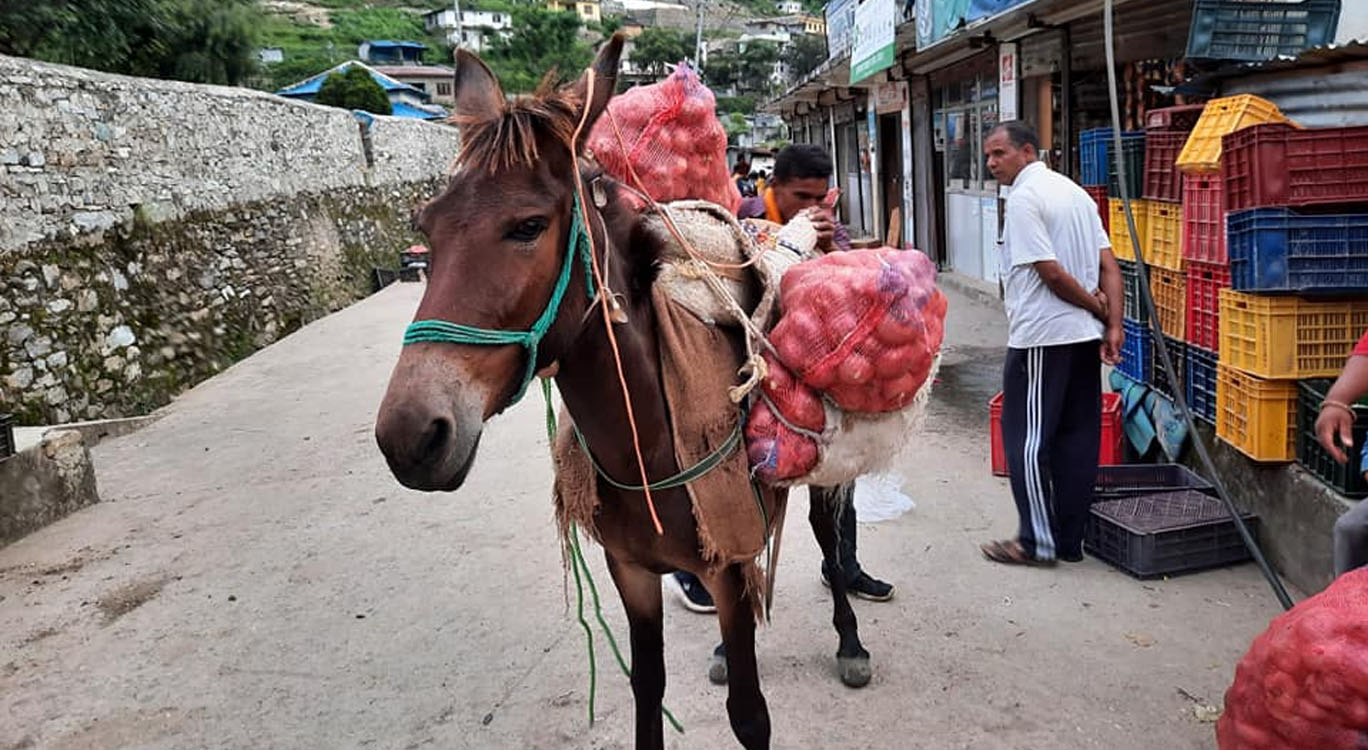 बजार पुग्यो बाहुनीको प्याज